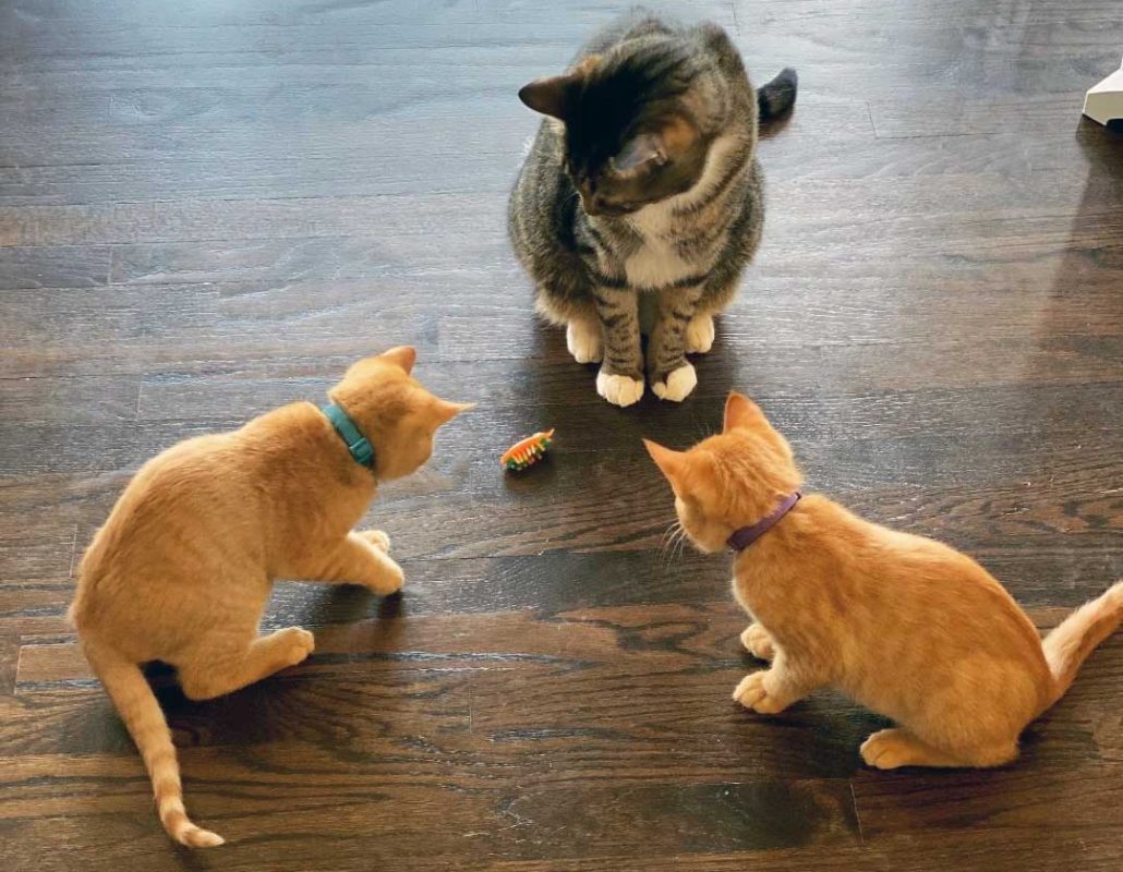 Cats-(1)